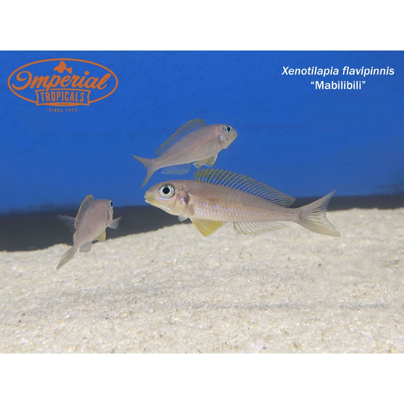 Xenotilapia flavipinnis “Mabilibili” 1.5-2.5 Unsexed