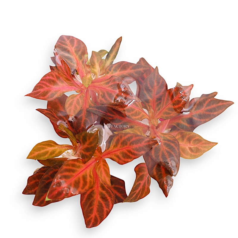 Alternanthera Rosanervig Mini Bare-root Plants