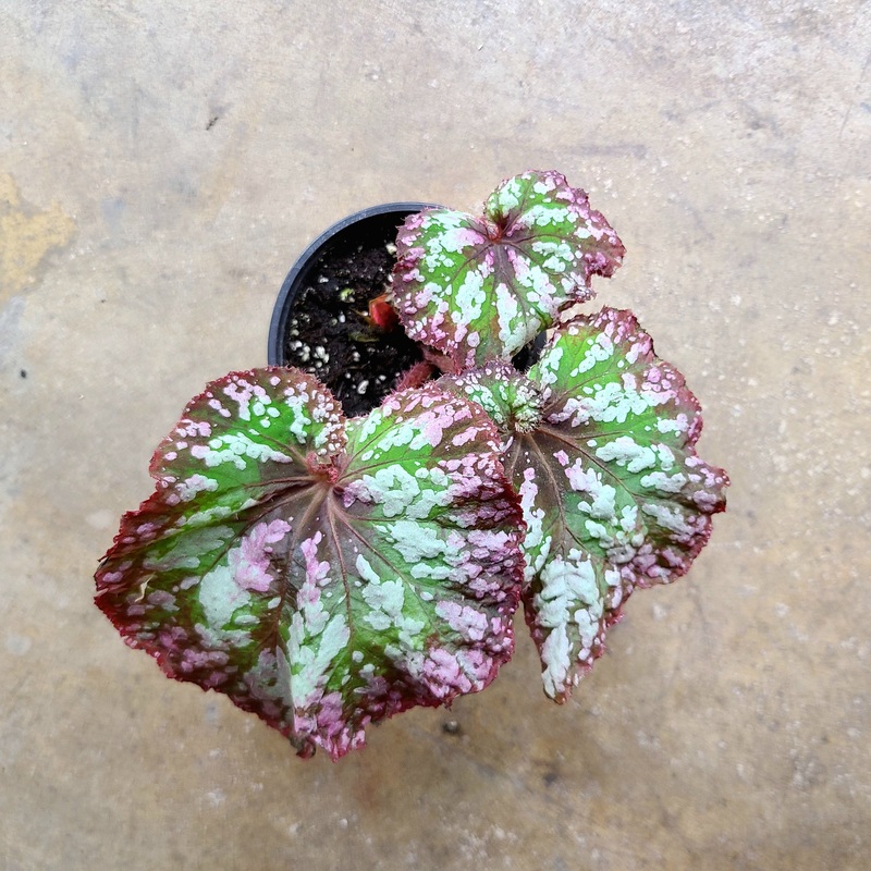Begonia Confetti 2-3 leaf cutting