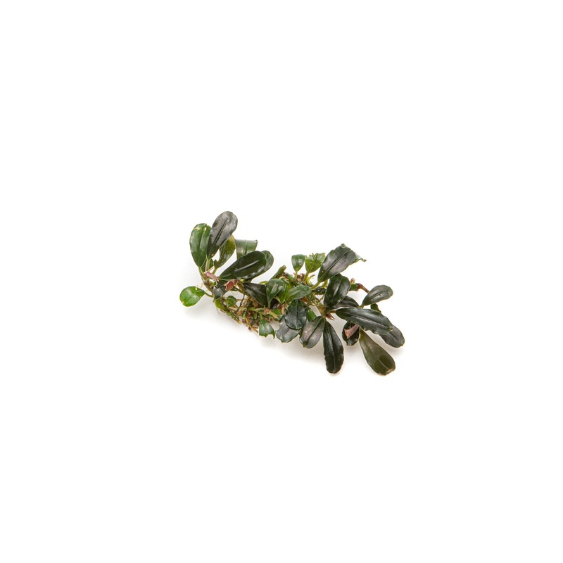 Bucephalandra Mini Coin Plant (10-15 Leaves)