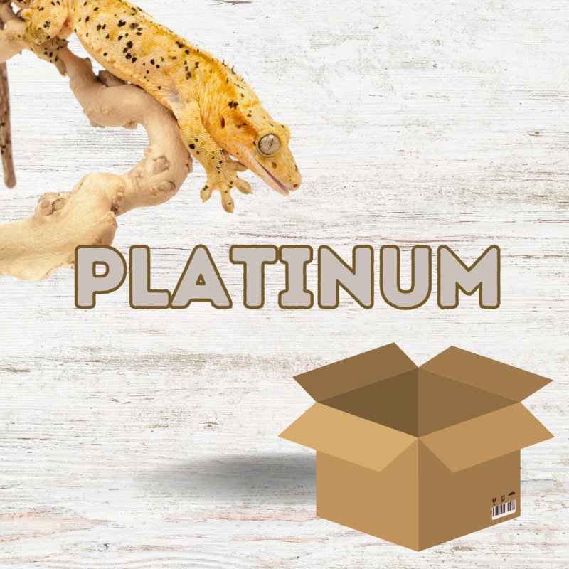 Crested Gecko Starter Kit – Platinum (60x45x60cm / 60x45x90cm) 60x45x60cm