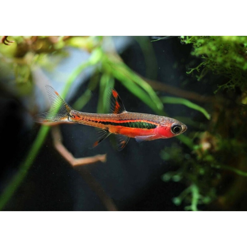 Dwarf Chilli Rasbora 1-1.5cm
