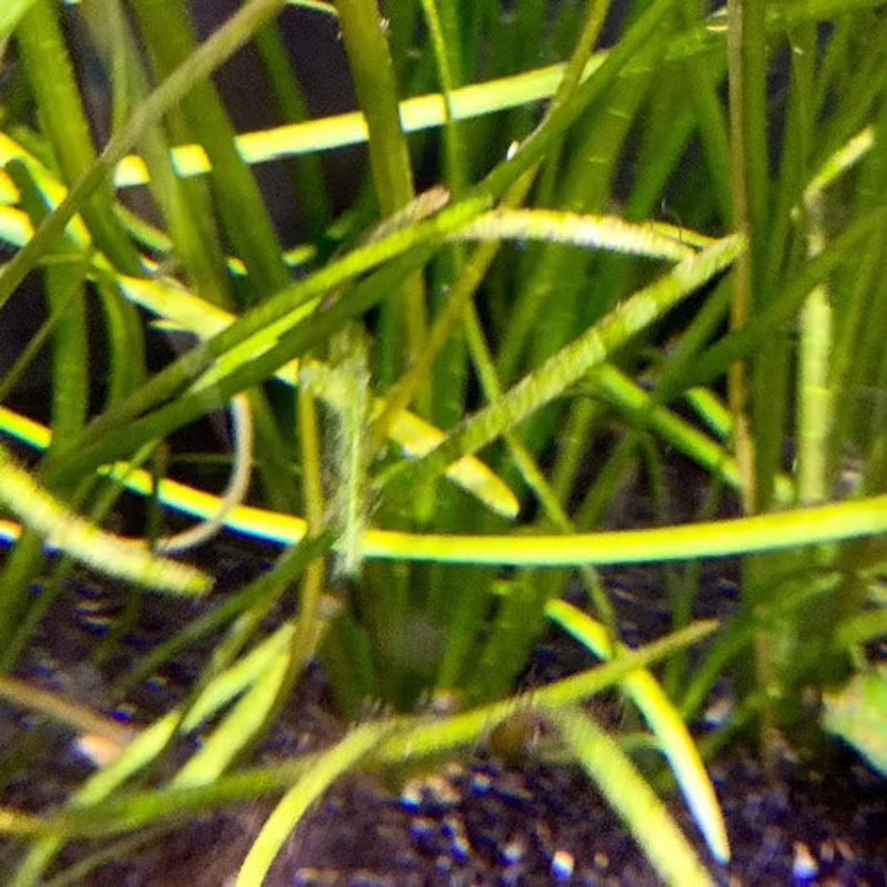 Dwarf Sagittaria Plant Bunch