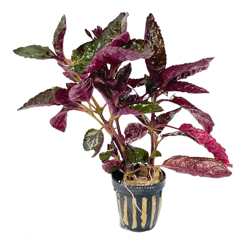 Hemigraphis Alternata / Purple Waffle Fresh-cut Plants