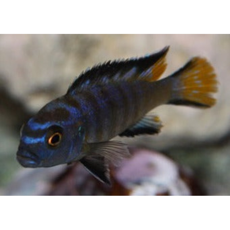 Pseudotropheus Elongatus Gold Bar 3.5-4cm