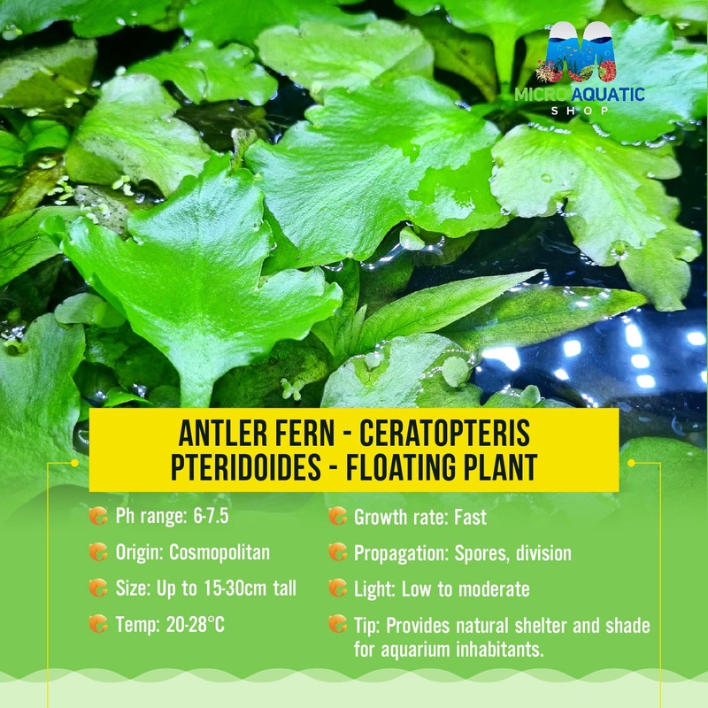 Antler fern – Ceratopteris pteridoides -Floating Plant 1 plant 3 cm
