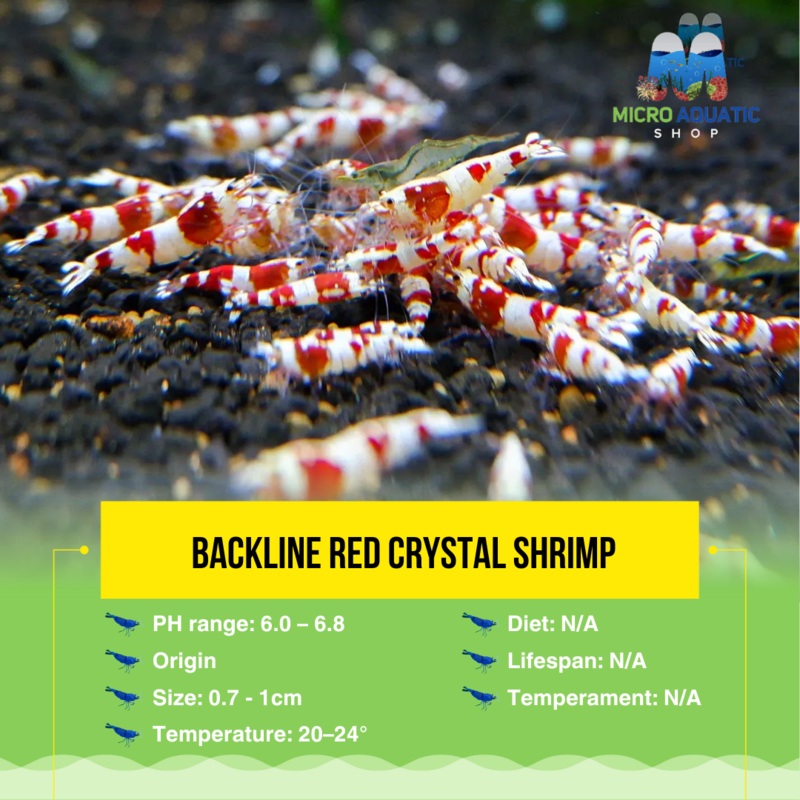 Backline Red Crystal Shrimp Medium – High Grade 1 juvie