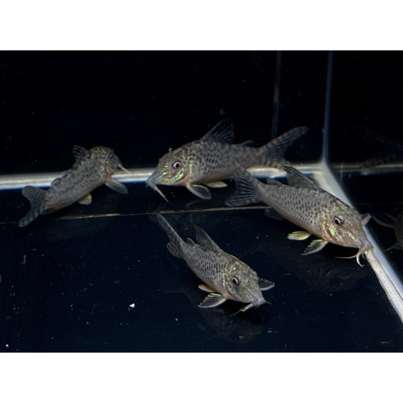 Corydoras acutus