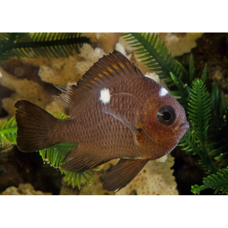 Damsel – Domino 3-4cm