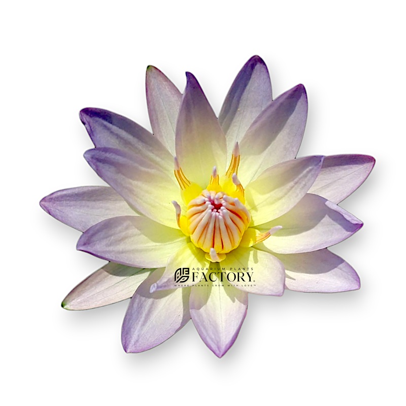 Nymphaea Moonbeam | Light Blue Tropical Water Lily Young Sprouted Tuber