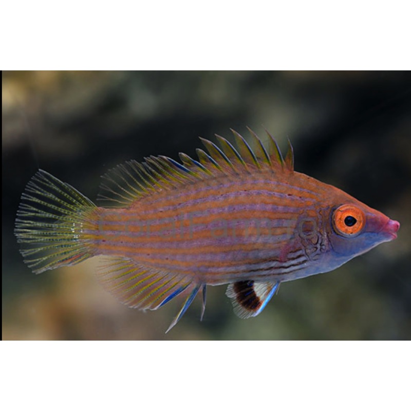 Pink Streaked Wrasse