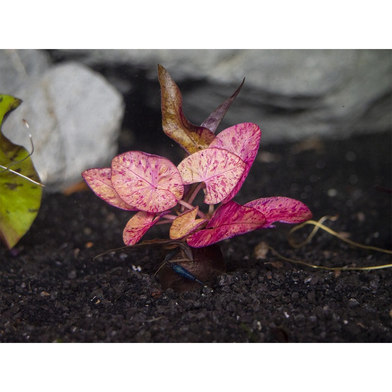 Red Tiger Lotus Aquarium Lily (Nymphaea zenkeri), bulb 1 Bulb