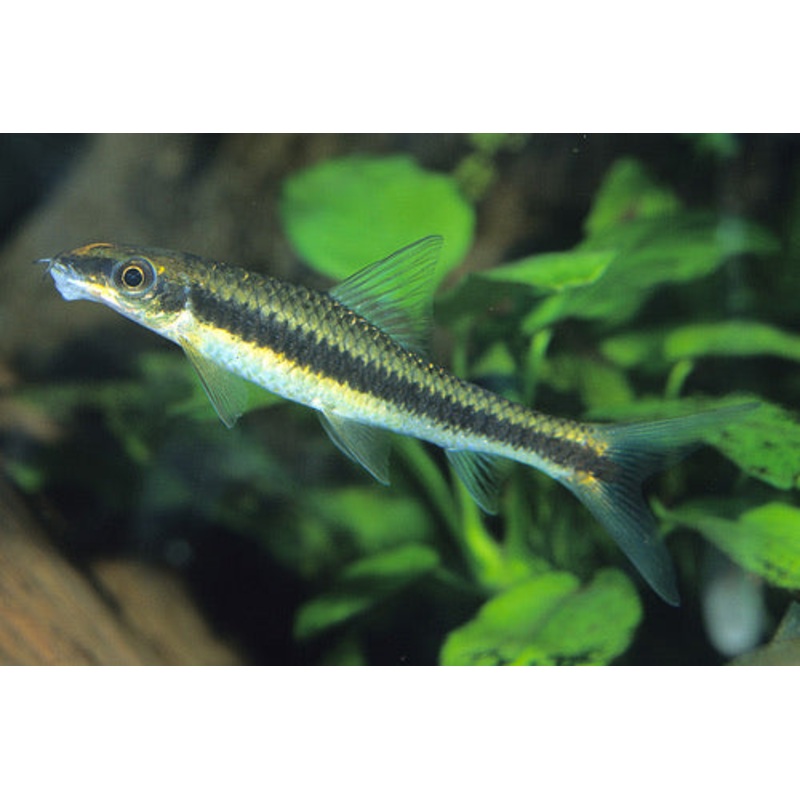 Siamese Algae Eater