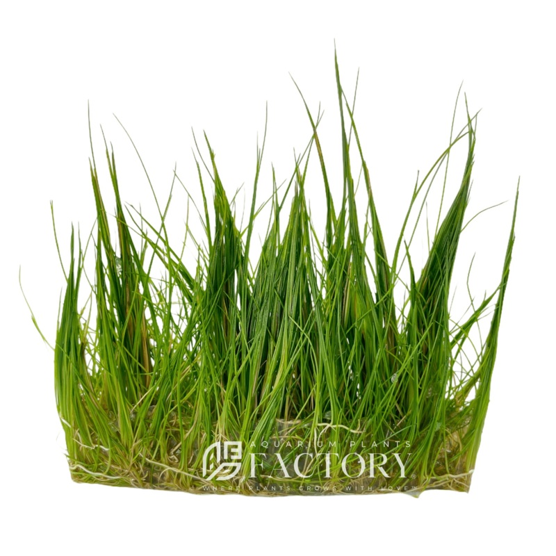 Eleocharis Acicularis Vitro Culture