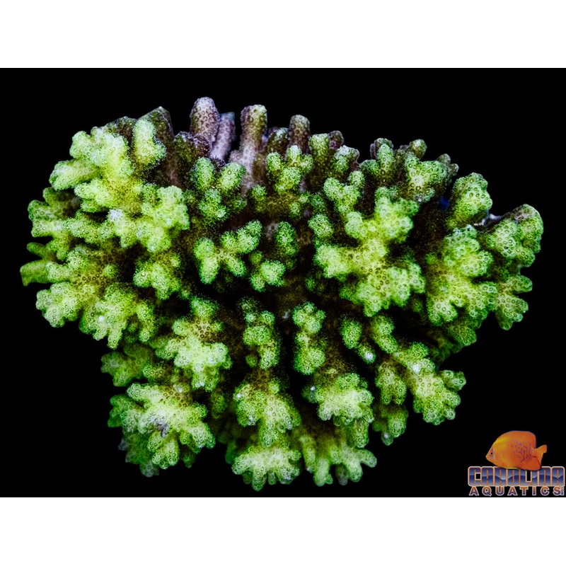 Fiji – Pocillopora Damicornis Green Md