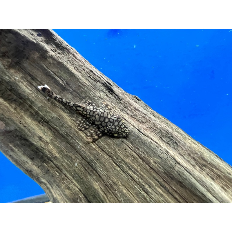 Honeycomb Wabenmuster Bristlenose Pleco 1-2″ Unsexed