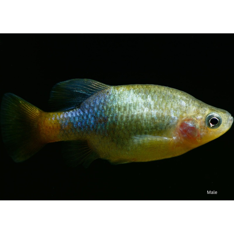 Red Tail Goodeid 3-5cm