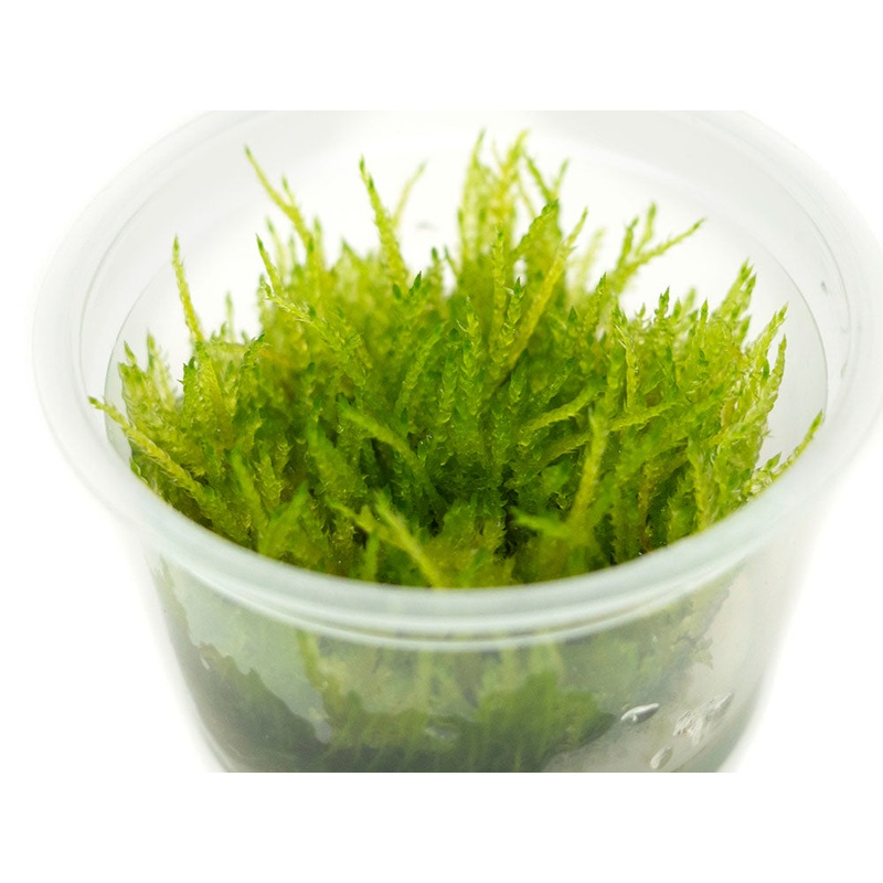 Weeping Moss (Vesicularia ferrieri) Tissue Culture 1 Tissue Culture
