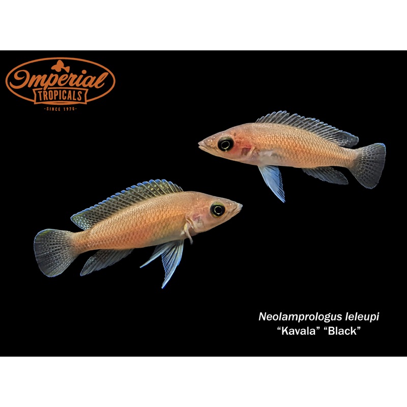 Black “Kavala” 1.5-2″ Unsexed German
