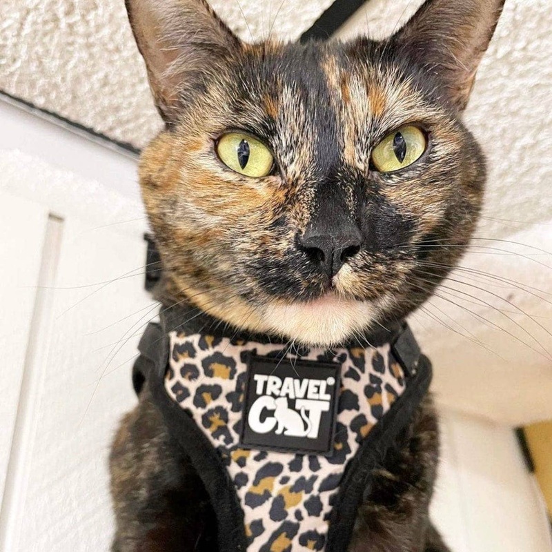 “The Cheeky Cheetah” Cat Harness & Leash Set Extra small