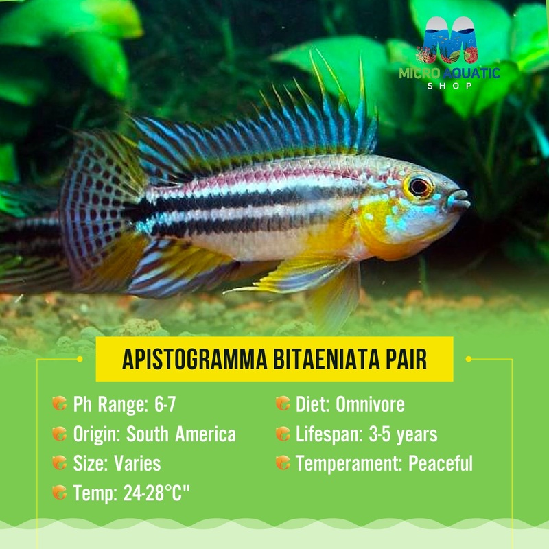 APISTOGRAMMA BITAENIATA Pair 1 pair