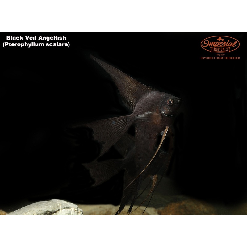 Black Veil-Tail Angelfish 3-4″ Unsexed