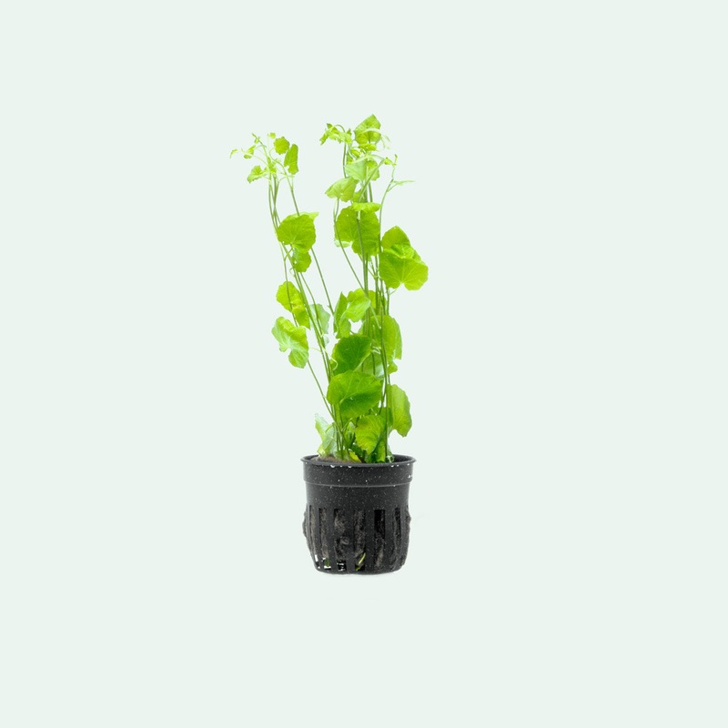 Cardamine Lyrata Potted
