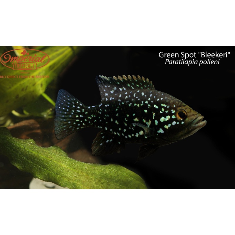 Green Spot “Bleekeri” 1-2 Unsexed