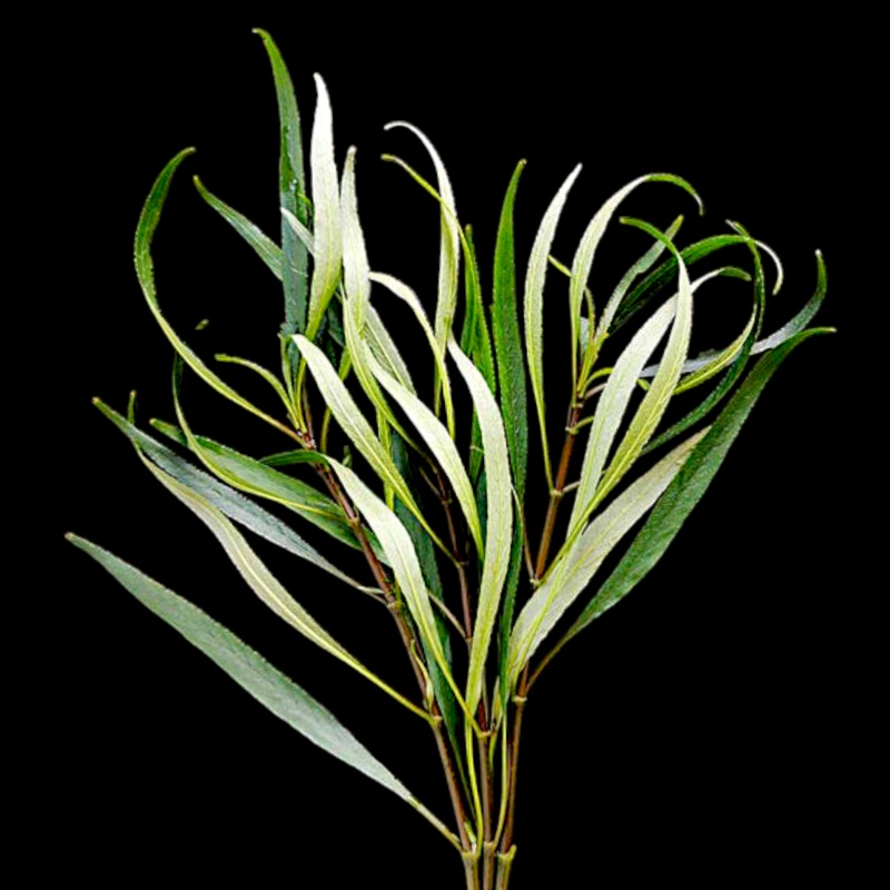 Hygro Willow (Hygrophila Angustifolia) Fresh-cut Plants