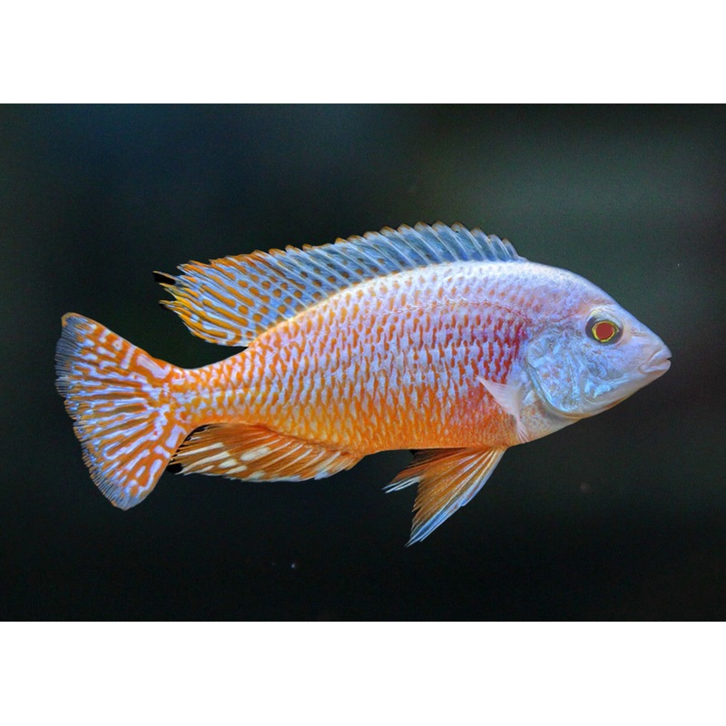Red Empress – Albino 6-9cm