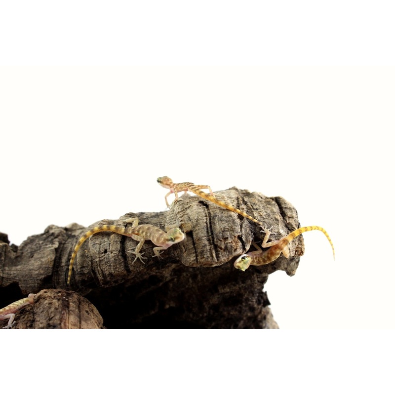 Steudner’s Pygmy Gecko