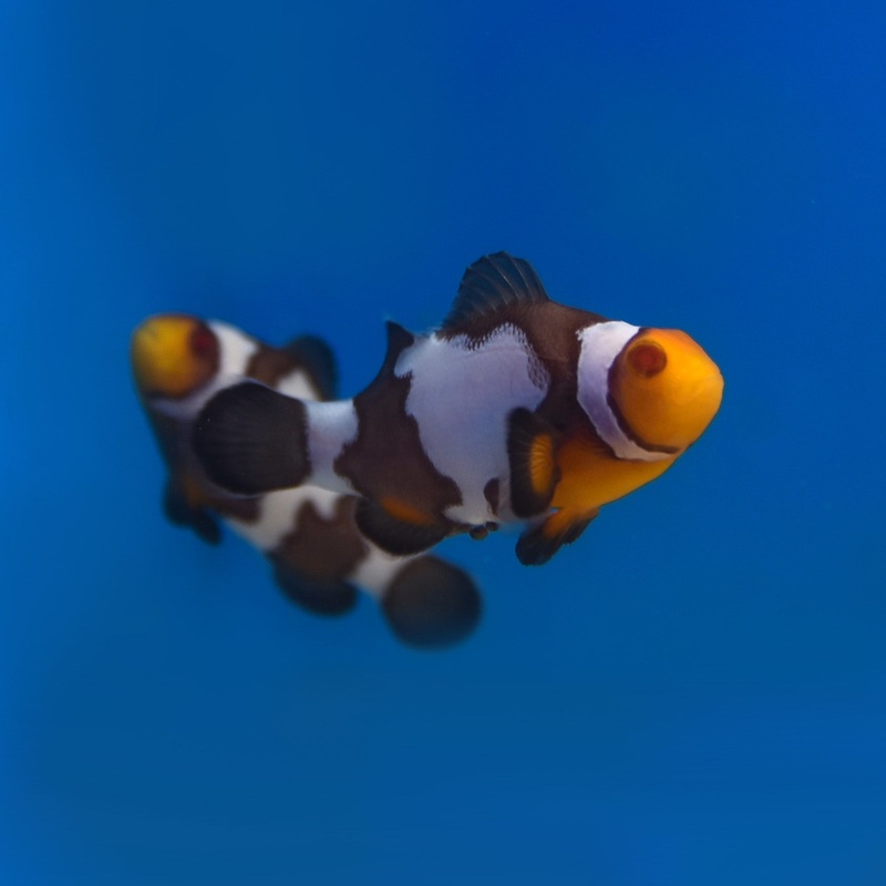 Zombie Clownfish – Aquacultured 1 Lot