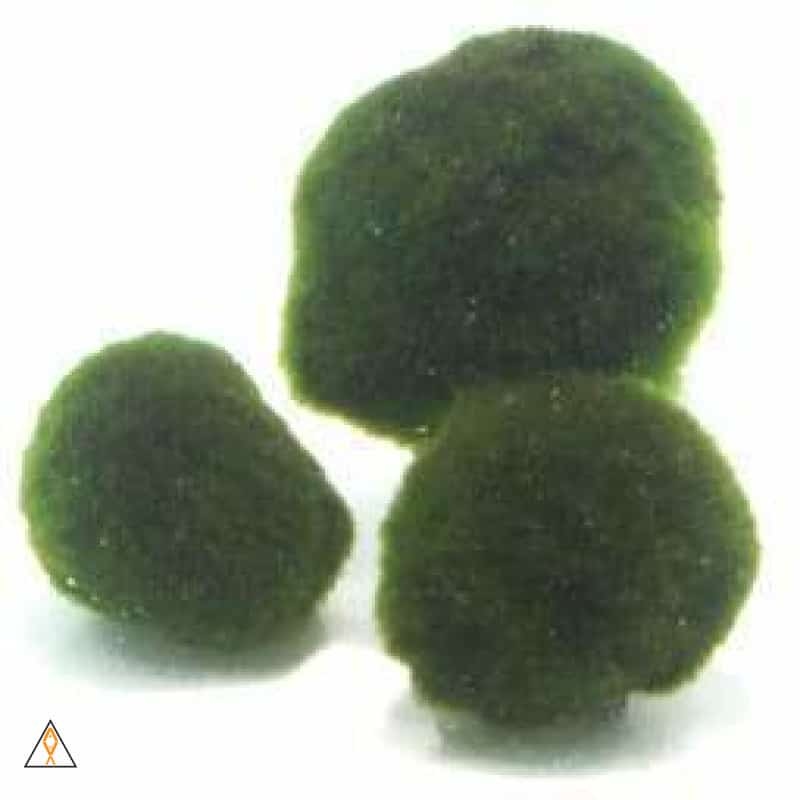 Aegagropila linnaei (Marimo Ball) Default Title