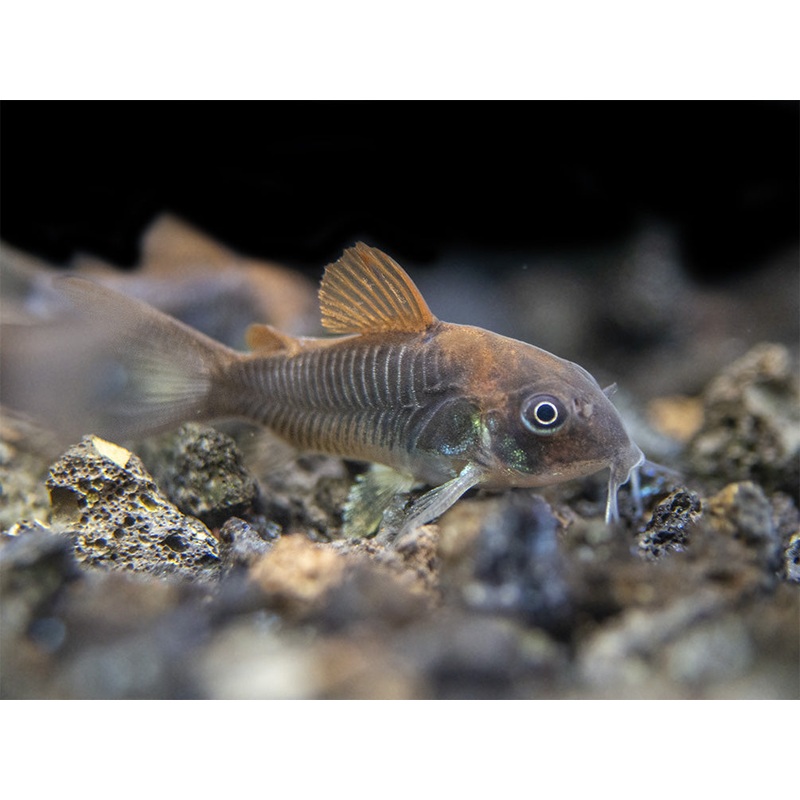 Bronze AKA Green Aeneus Cory Catfish (Corydoras aeneus), Tank-Bred School of 3