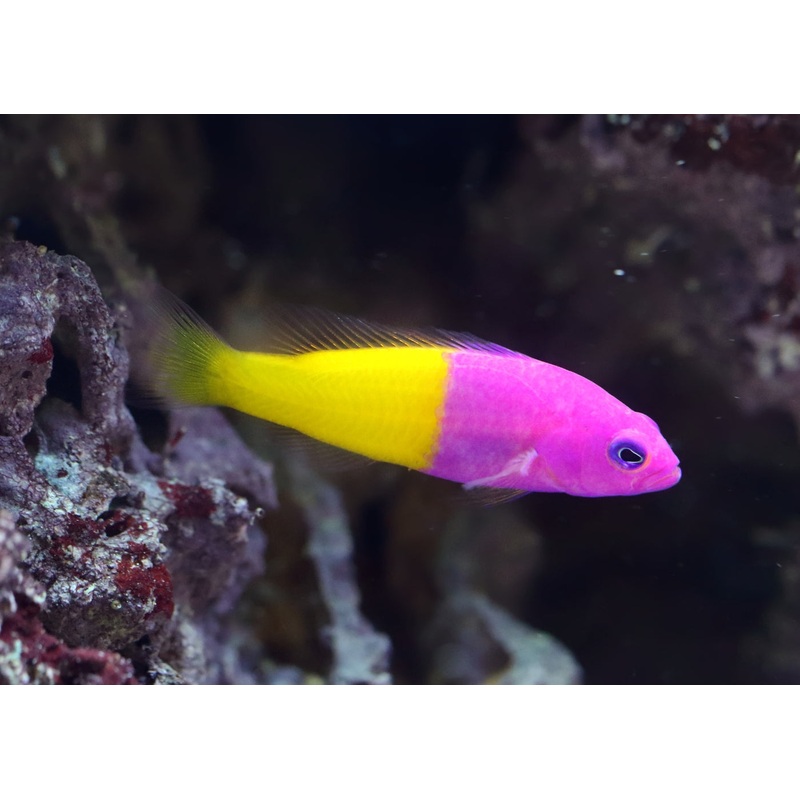 Dottyback – Royal 5-7cm