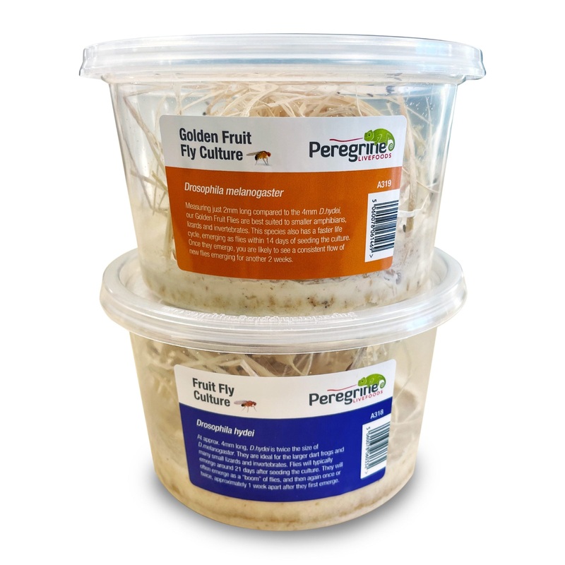 Flightless Fruitflies Culture (Regular)