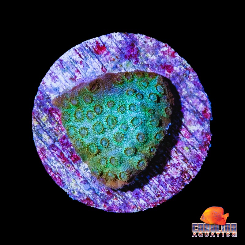 Frag – Cyphastrea Spearmint