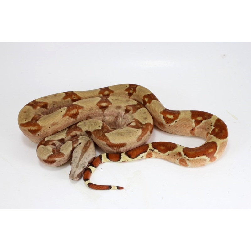 Hypo Het VPI Colombian Boa
