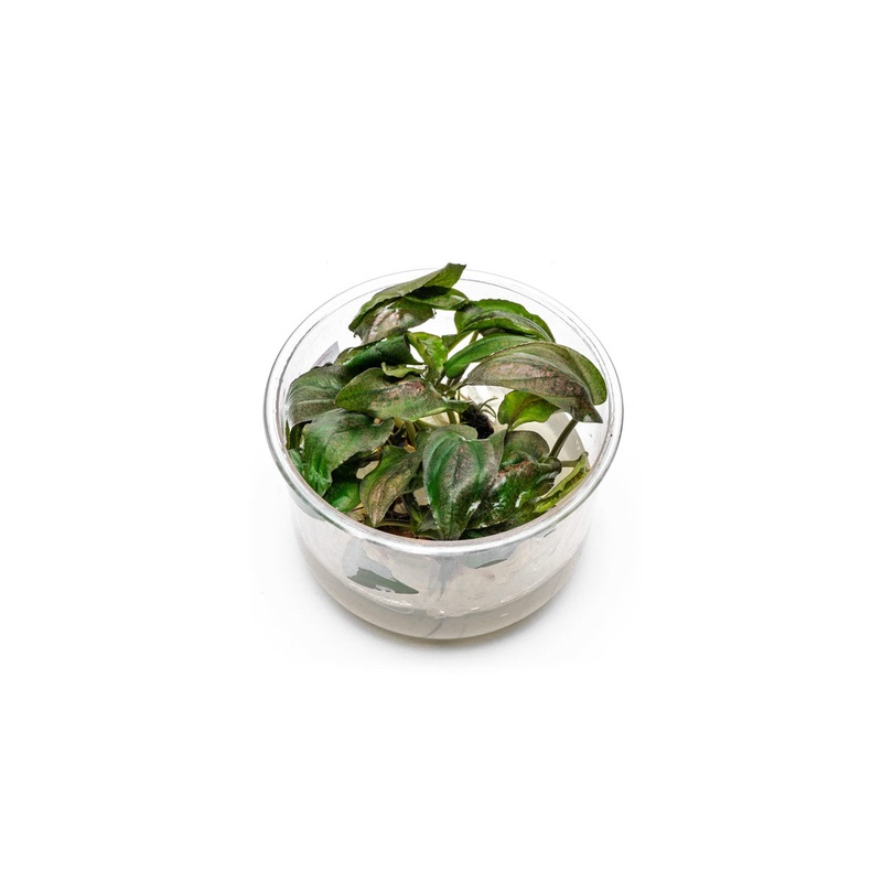 Lagenandra Keralensis UNS Tissue Culture
