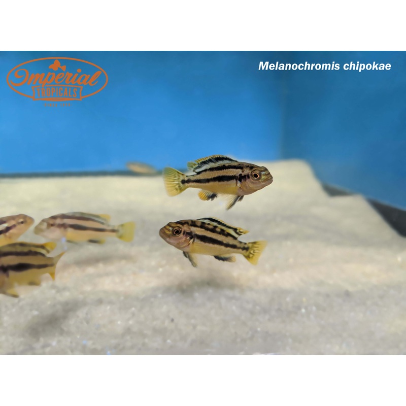 Melanochromis chipokae 1-2″ Unsexed
