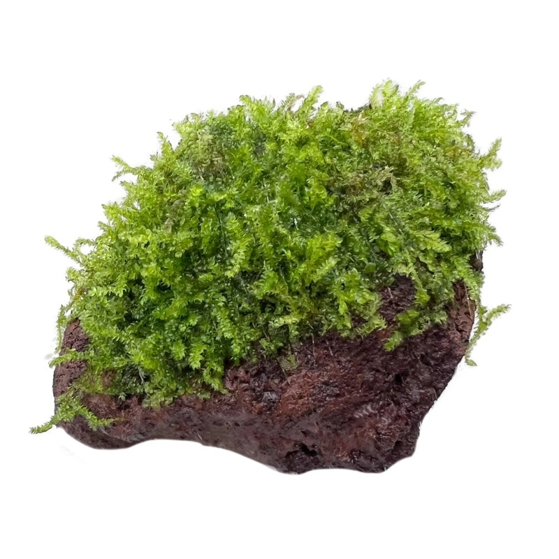 Moss on Lava – Medium Size Single