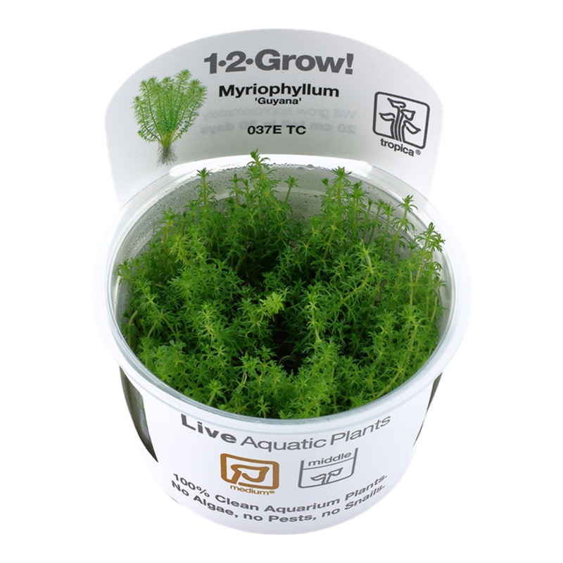 Myriophyllum ‘Guyana’ – Tropica 1-2 Grow