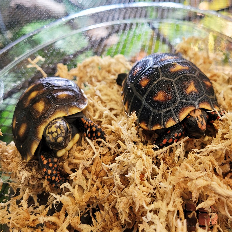 Tortoise – Red Foot
