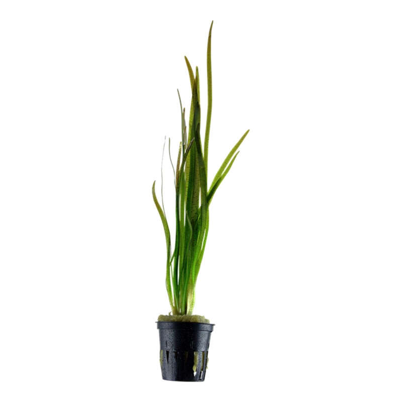 Vallisneria Spiralis Spiralis Bunch