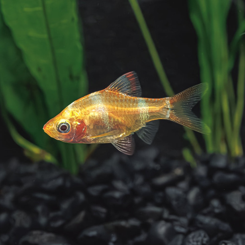 Albino Tiger Barb Imported 1 Fish