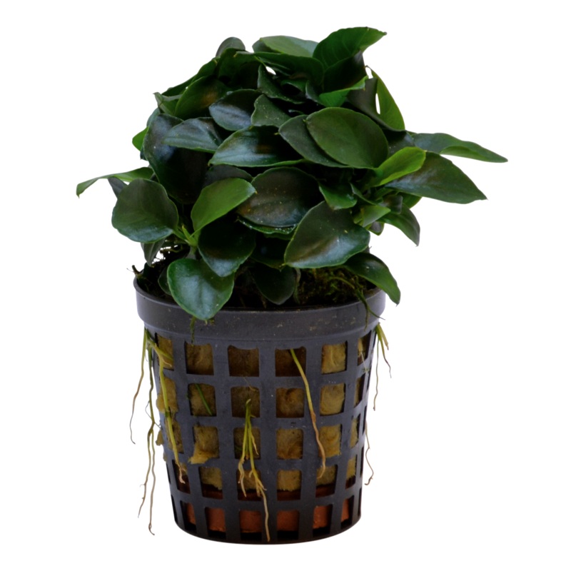 Anubias Nana Bonzai 5cm Pot
