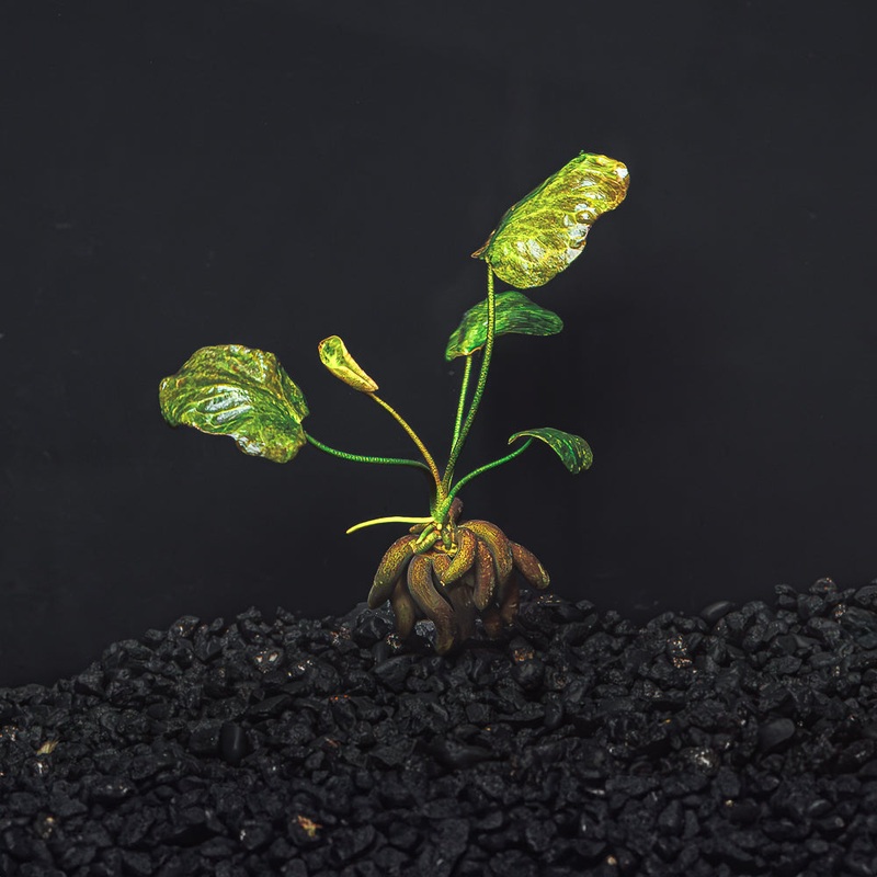 Banana Plant | Nymphoides Aquatica