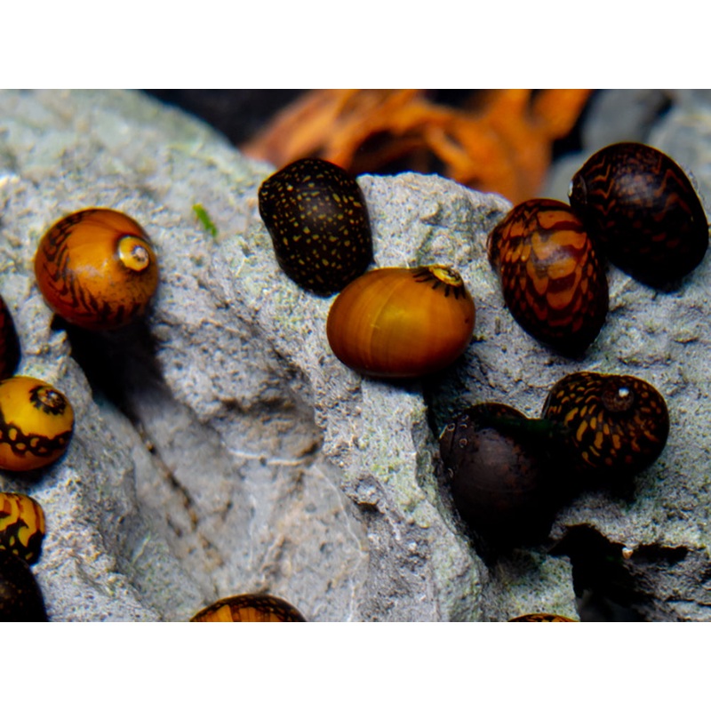 Batik Nerite Snail (Neritina variegata) 1 Snail