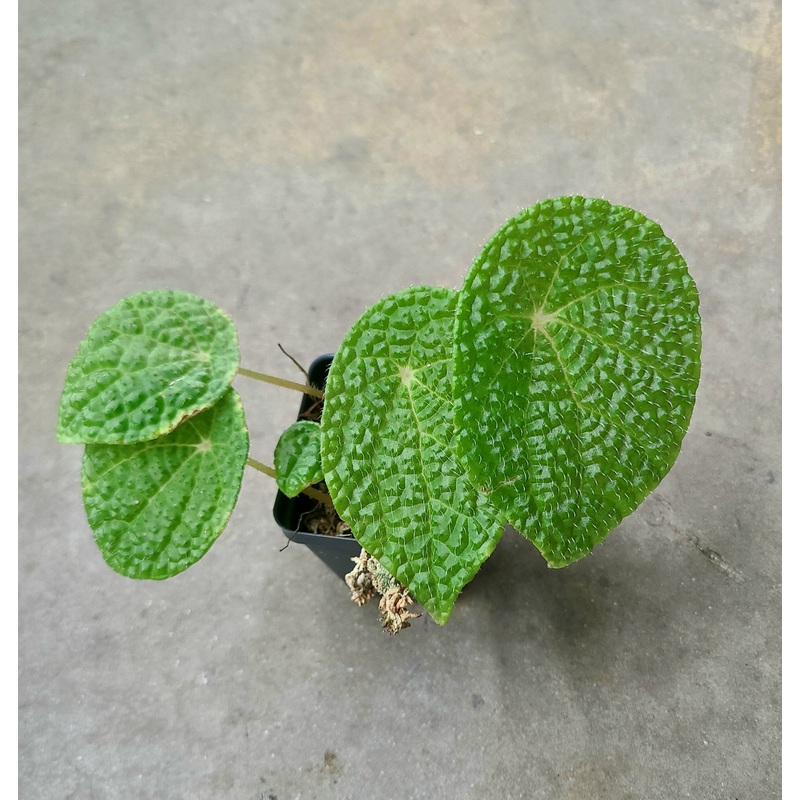 Begonia microsperma 2-3 leaf cutting