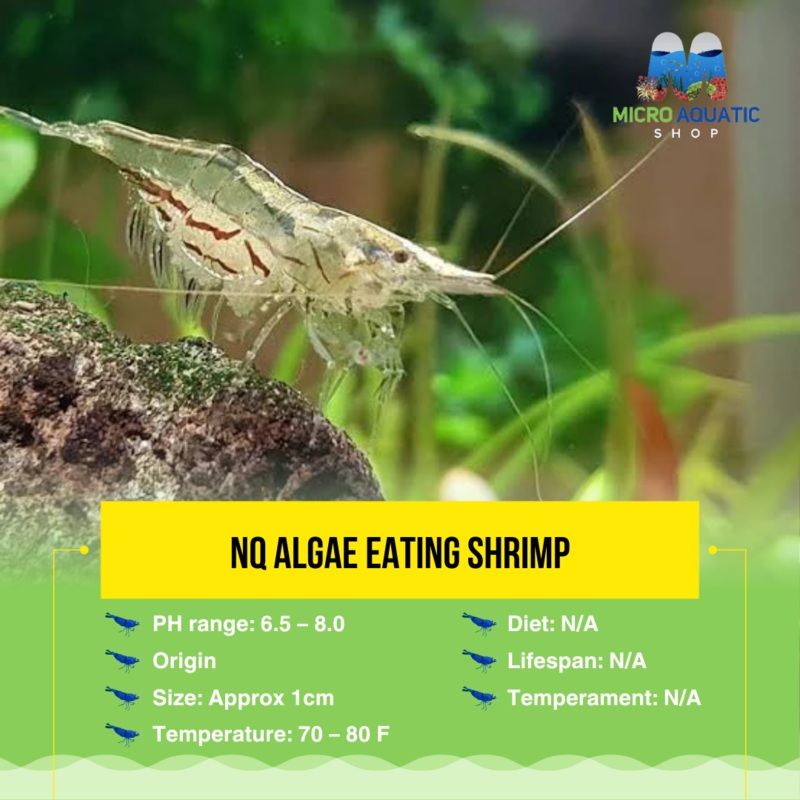BUY 10 GET 5 FREE NQ Algae Eating Shrimp 1 shrimp 1cm